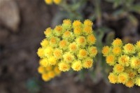 /album/wildflowers/img-1079-2-jpg/